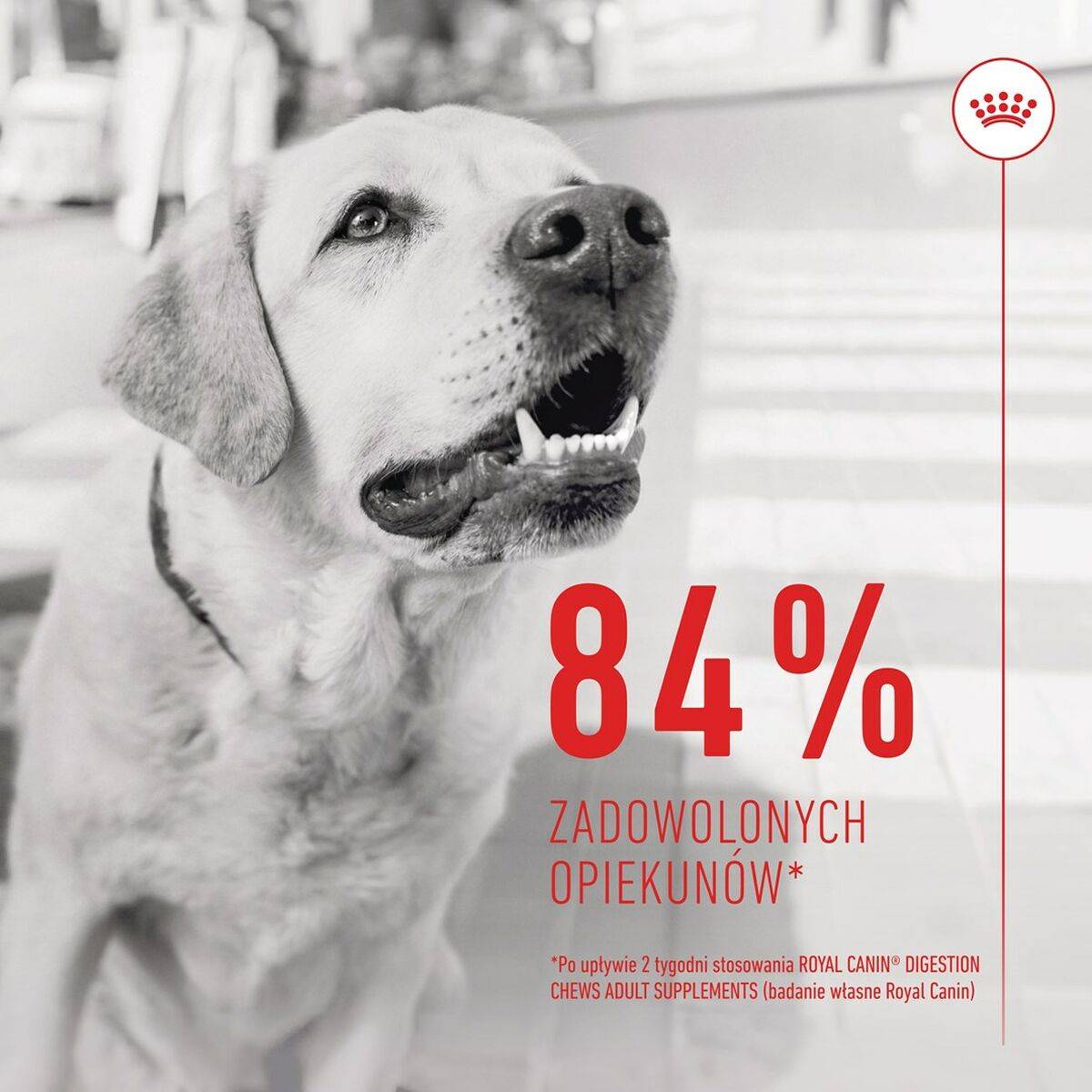 Suplemento para articulaciones Royal Canin Supplements Dog Digestion Adult