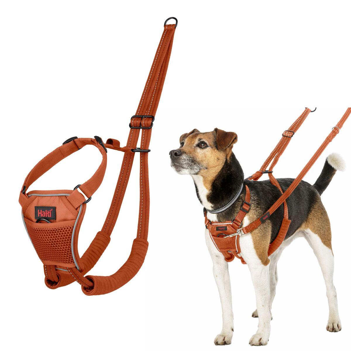 Arnés para Perro Company of Animals Orange 20