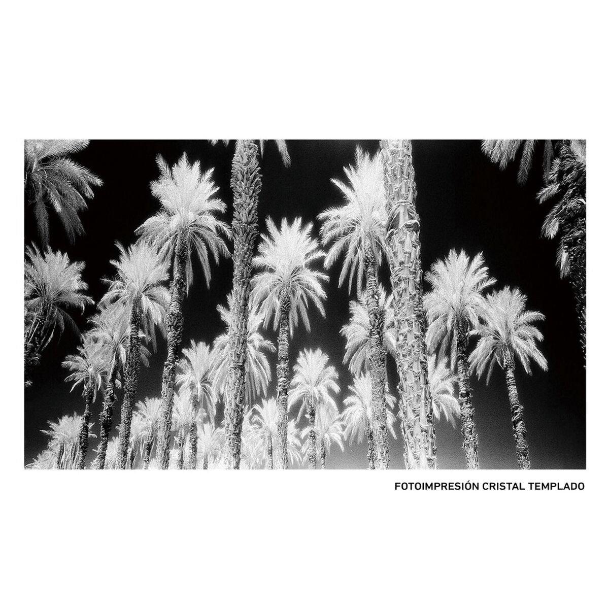 Lienzo Palmeras 120 x 4 x 70 cm Palmera