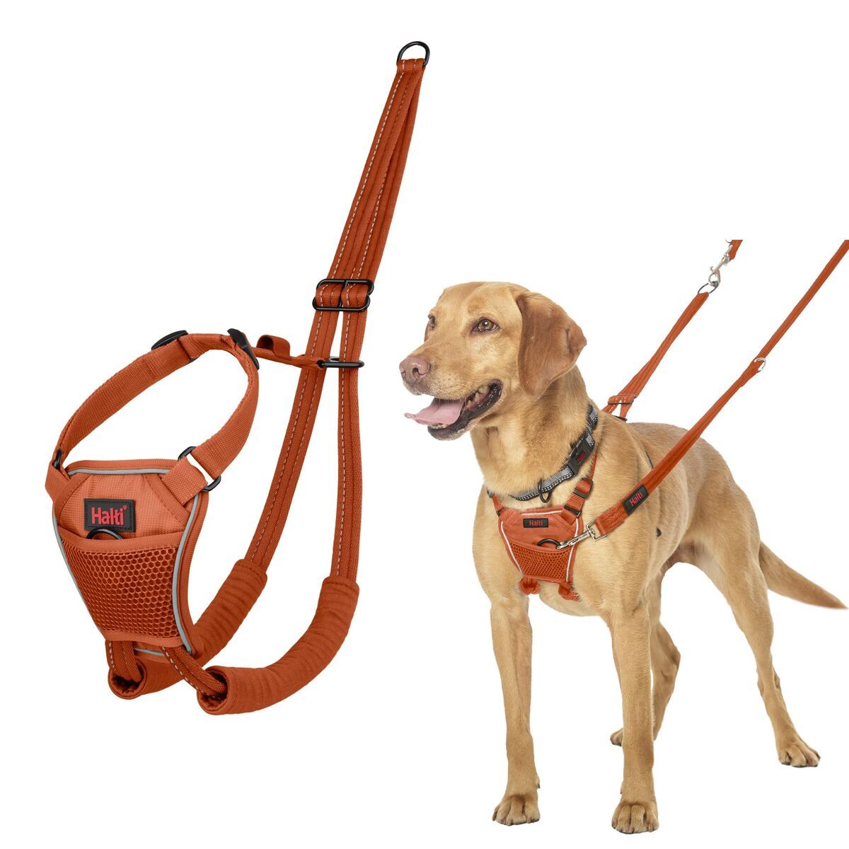 Arnés para Perro Company of Animals BURNT Naranja 12